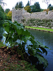 Giant rhubarb