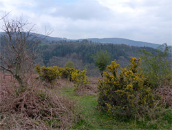 Blackadon Down