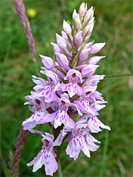 Common spotted orchid