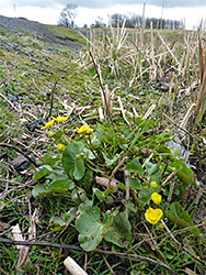 March marigold