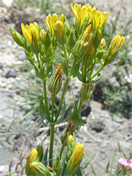 Yellow wort