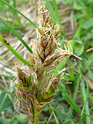 Sand sedge