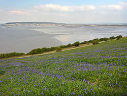 Bluebells