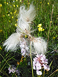 Cottongrass