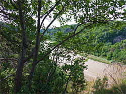 Bristol whitebeam