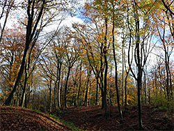 Beech trees