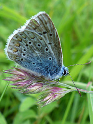 Common blue