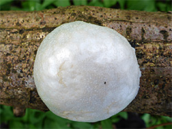 False puffball