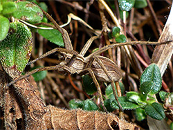 Nursery web spider