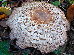 Shaggy parasol