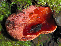 Beefsteak polypore