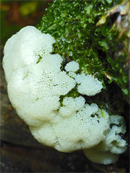 Honeycomb coral