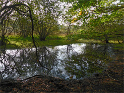 Reflections on a pond