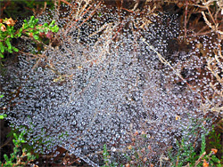 Spider's web