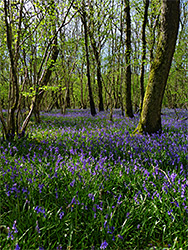 Many bluebells