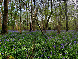 Bluebells, Burnt Wood