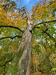 Damaged beech