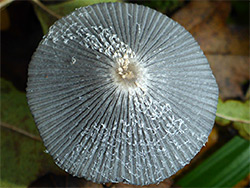 Hare's-foot inkcap