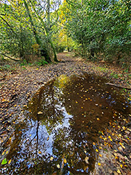 Reflections on a puddle