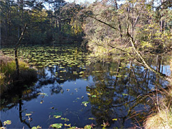 Lily pads