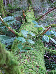 Fallen tree