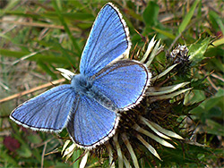 Adonis blue