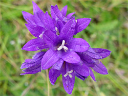 Clustered bellflower