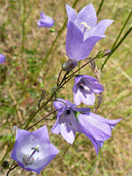 Harebell