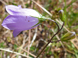 Harebell