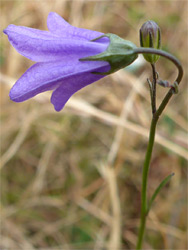 Harebell