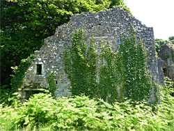 Ivy-covered wall