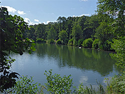 Trees beside the pond