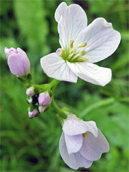 Cuckoo flower