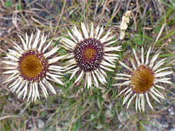 Carlina vulgaris