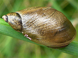 Common European ambersnail