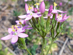 Common centaury