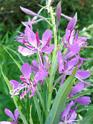 Rosebay willowherb