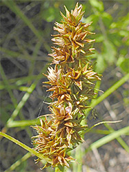 False fox sedge