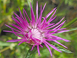 Common knapweed