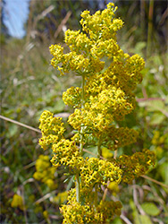 Ladies bedstraw
