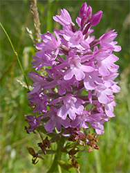 Pyramidal orchid