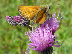 Small skipper