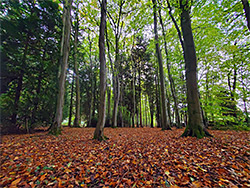 Beech leaves