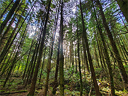 Conifer woodland