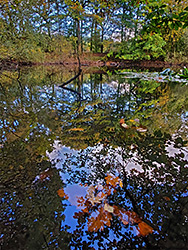 Leaves under the water