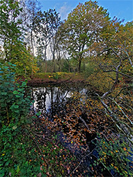 Trees by the reservoir