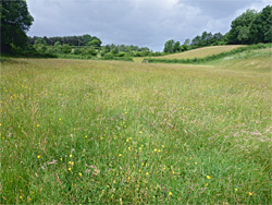 Cherry Tree Field