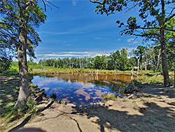 Trees beside a pond