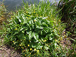 Marsh marigold