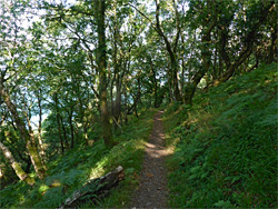 Chubhill Wood